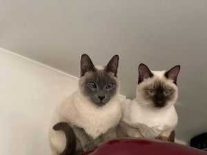 Rio et Jiali surplombent
