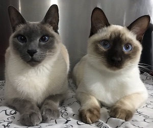 Rio et Jiali