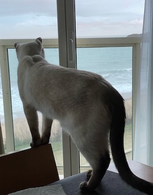 Rio regarde la mer