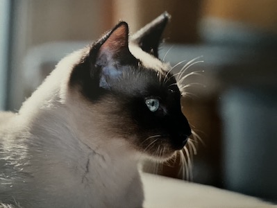 Samba 2ans profil