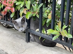 Chartreux observe