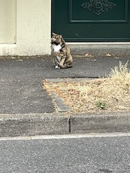 chat 3 couleurs