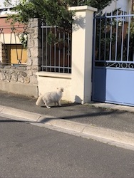 chat angora