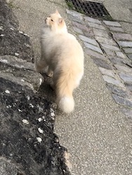 chat angora crème