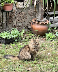 chat angora tigré