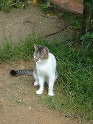 chat blanc et tigre-2019