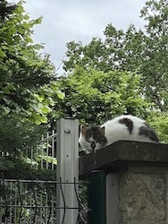 chat blanc et gris portail