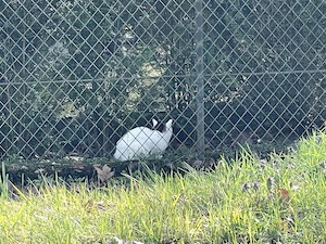 chat blanc noir jardin