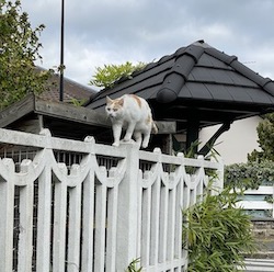 chat blanc et roux equilibre