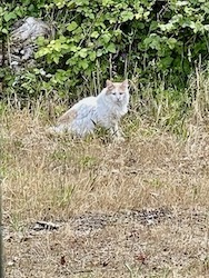 chat blanc et roux-0522