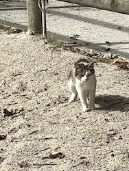 chat blanc et tigre-0821