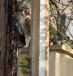 chat blanc et tigre-0420