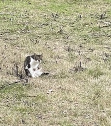 chat blanc et tigre prairie