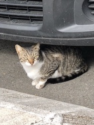 chat dehors sous voiture-0420