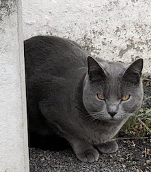 chat gris jardin 0520