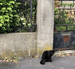 chat noir attend porte-0520