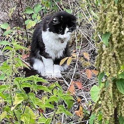 chat noir et blanc observe-0822