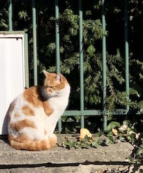 chat roux et blanc jardin-0420