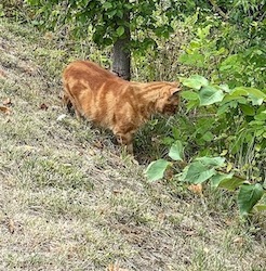 chat roux bord seine-0822