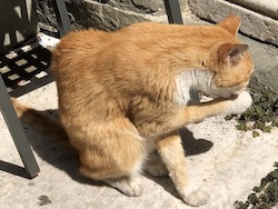 chat roux toilette