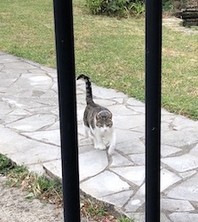 chat tigre blanc jardin