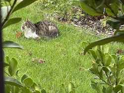 chat tigre blanc tranquille