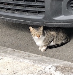 chat tigre blanc voiture garée