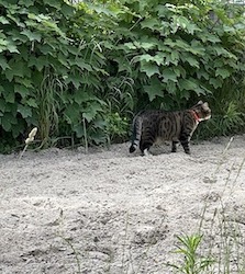 chat tigre collier rouge