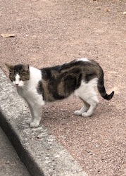 chat tigre blanc gris dehors