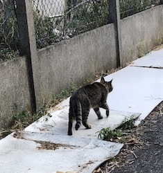 chat tigre noir dehors