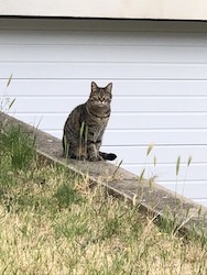 chat tigre observe dehors