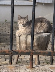 chat tigre au soleil-0620