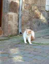 chat blanc et rous-dinan