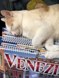 chat blanc et roux livres