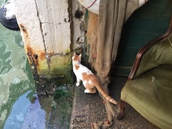 chat blanc et roux-venise-2017