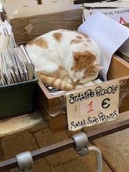 chat blanc et roux-venise 2022