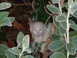 chat blanc sm