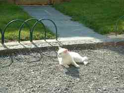 chat blanc sm1