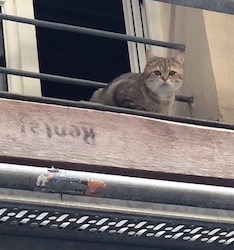 chat fenetre-paris-2020