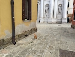 chat roux-ruelle-venise