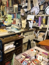 chat tigre-blanc-librairie