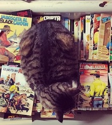 chat tigre livres