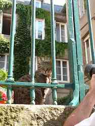 chat tigre st-malo-2