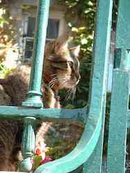 chat tigre-st-malo