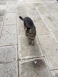 chat tigre-venise-2016