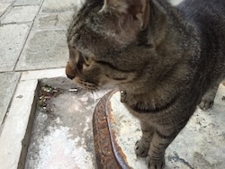 chat tigre-venise-2019