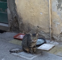 chat tigre-venise-2016