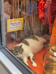 chat vitrine venise 2021