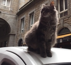 chat voiture-sm