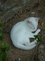 chat_blanc_ilha-grande_1